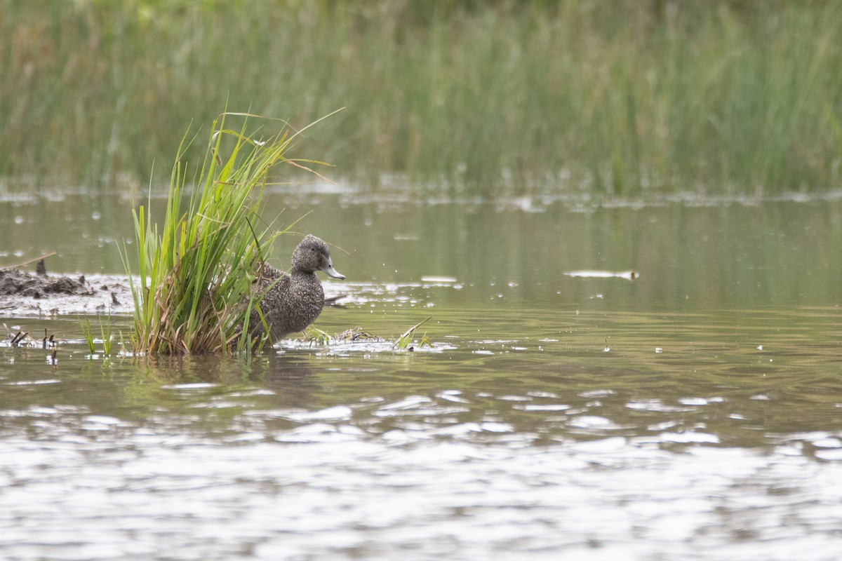 Freckled Duck - ML644981427