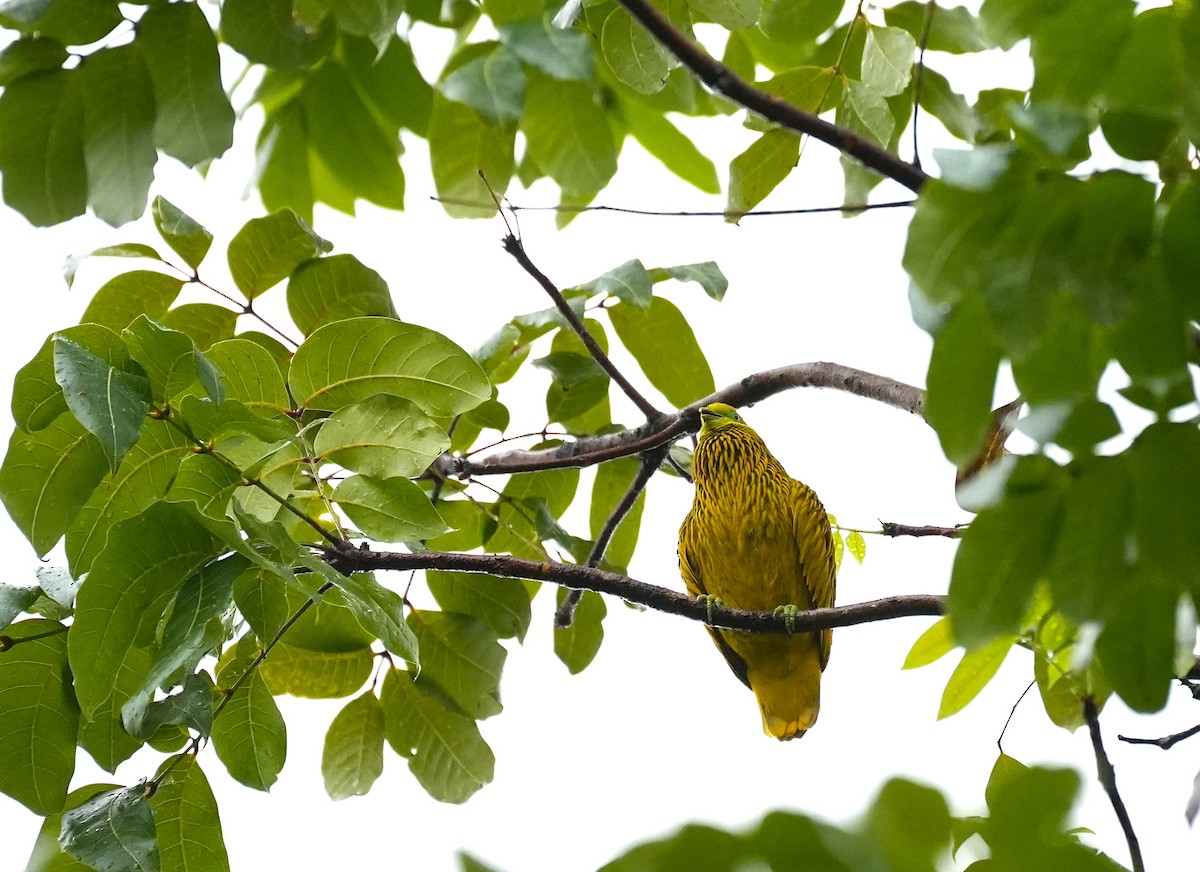 キンミノヒメアオバト - ML644981438