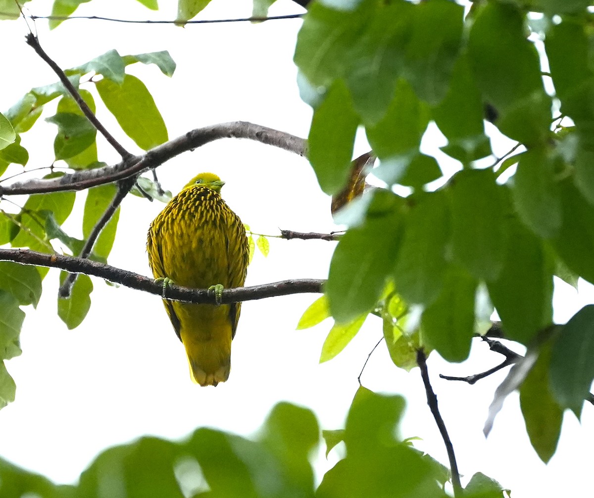 キンミノヒメアオバト - ML644981440