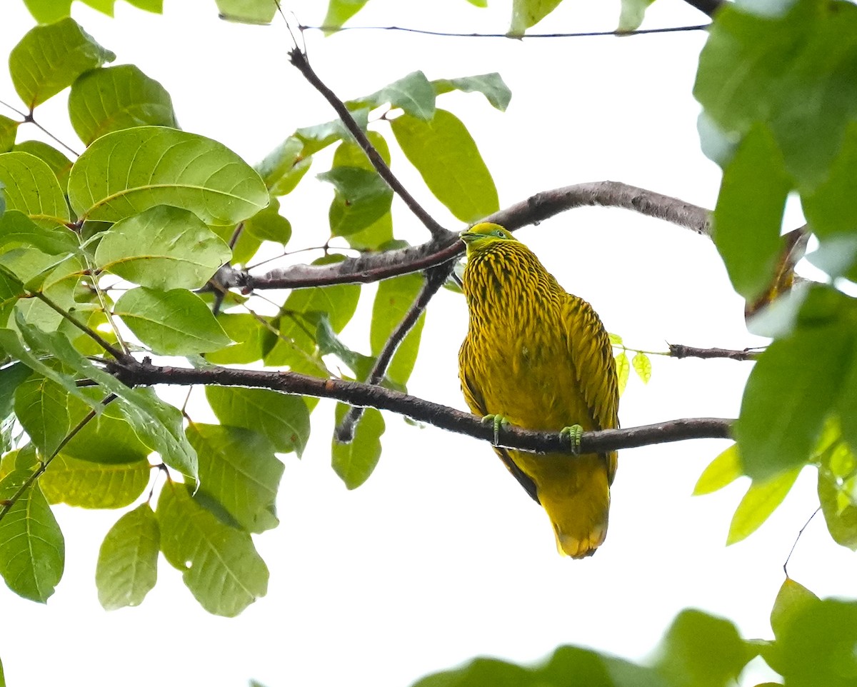 キンミノヒメアオバト - ML644981441