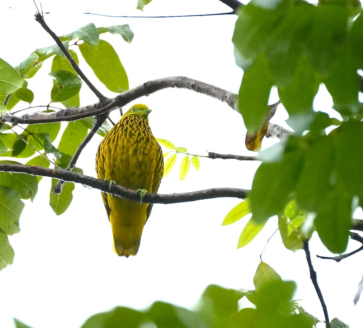 キンミノヒメアオバト - ML644981442