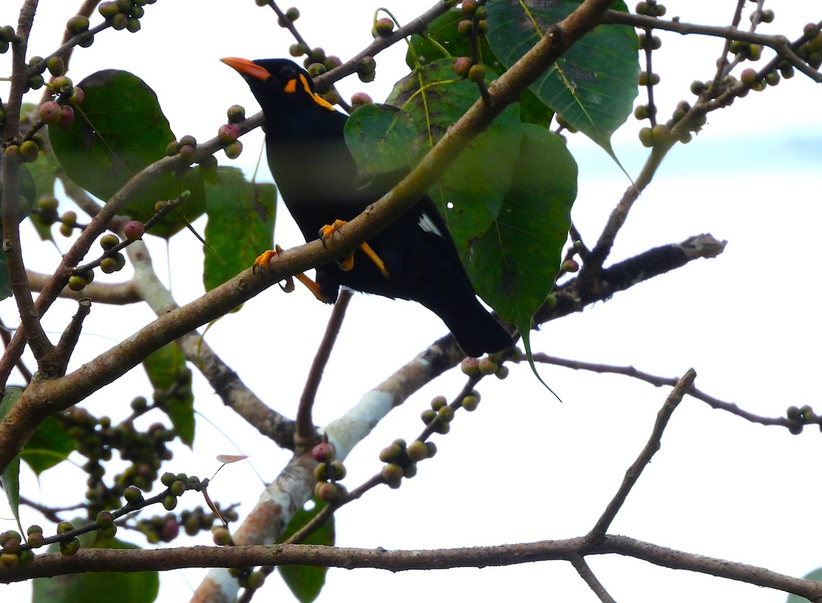 loskuták jižní - ML644981445