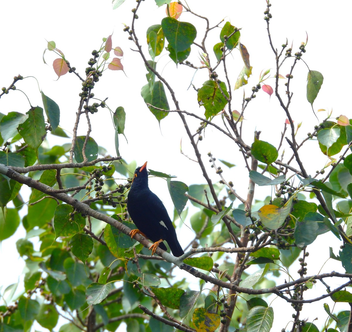 loskuták jižní - ML644981447