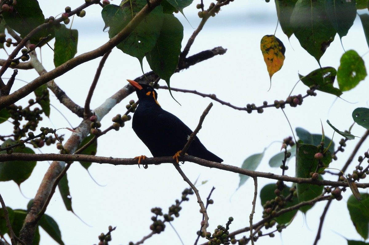 loskuták jižní - ML644981448