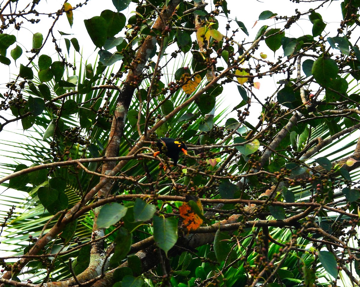 loskuták jižní - ML644981449