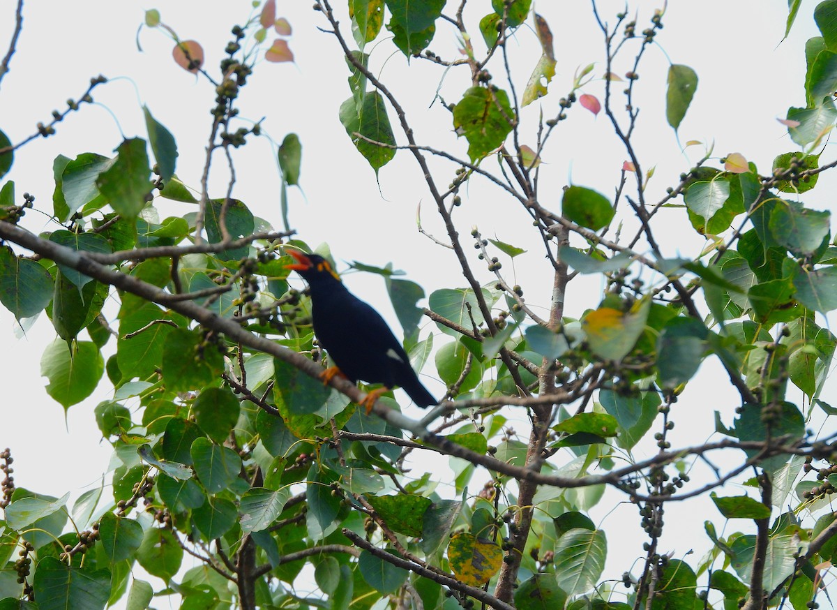 loskuták jižní - ML644981450