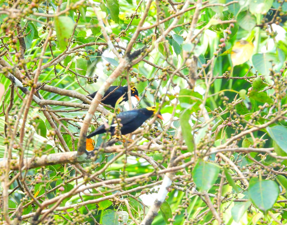 loskuták jižní - ML644981451