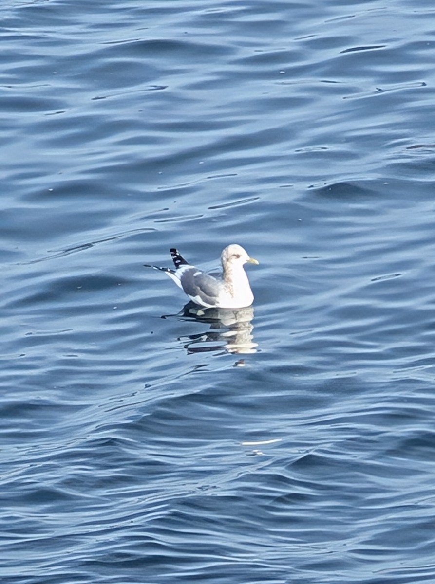 Short-billed Gull - ML644981458
