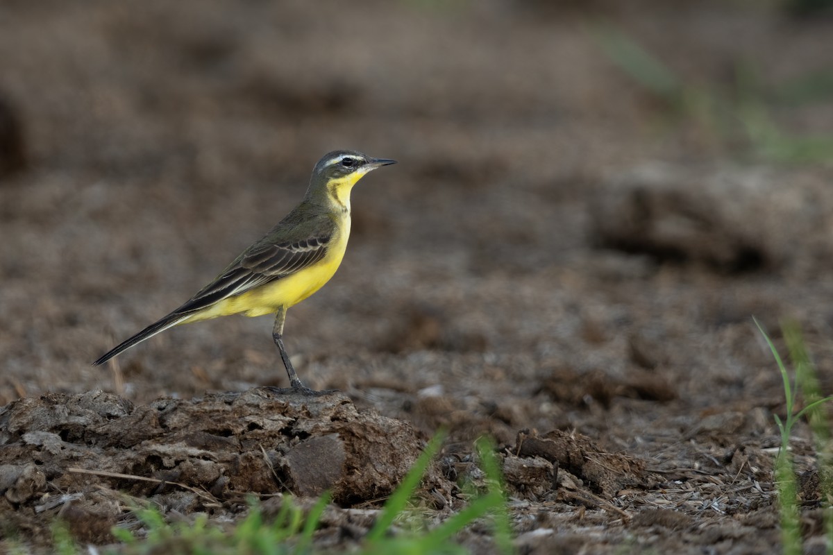 Дорнын шар цэгцгий - ML644981505