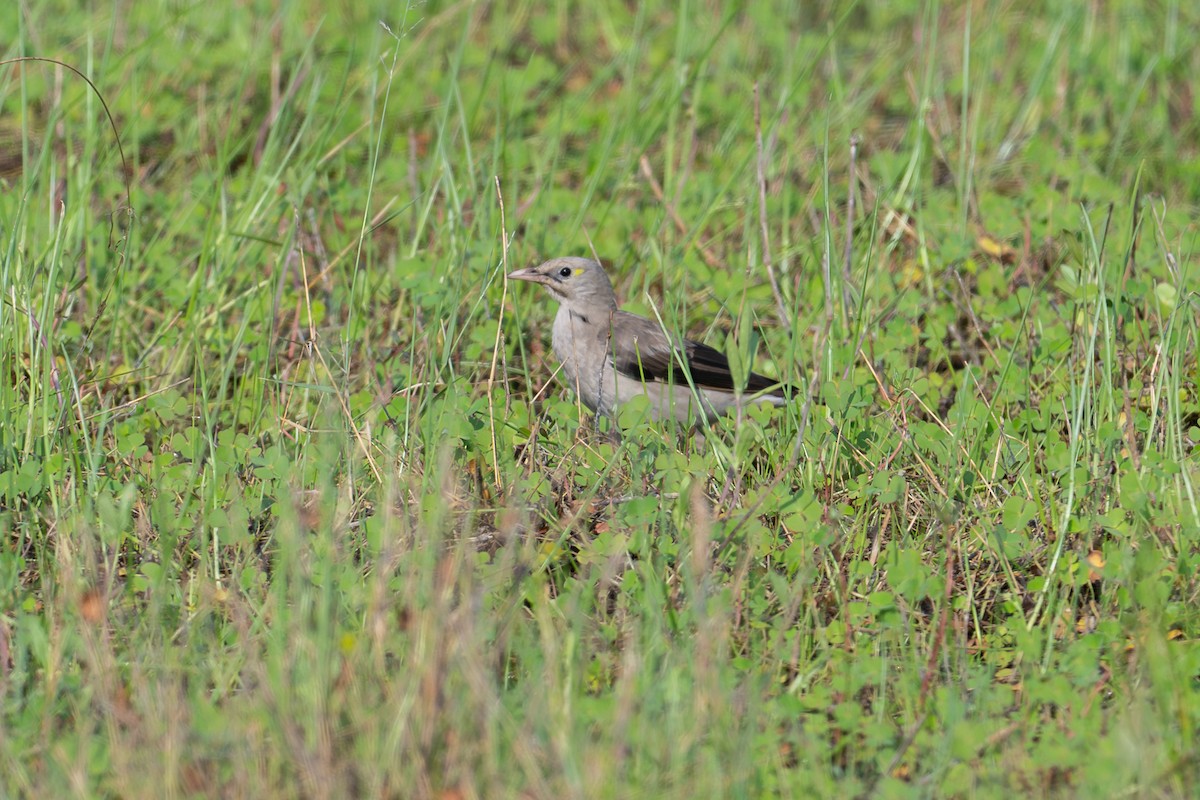 Wattled Starling - ML644981553