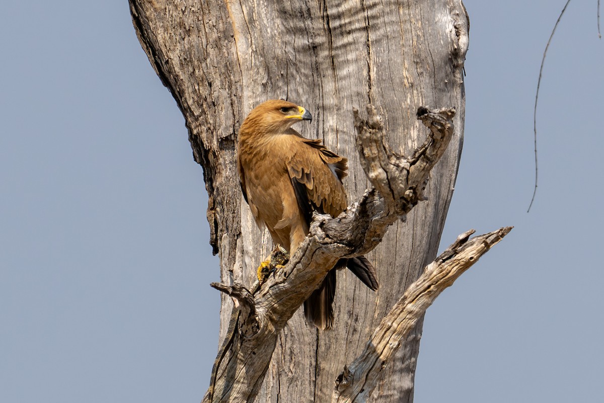 Tawny Eagle - ML644981577