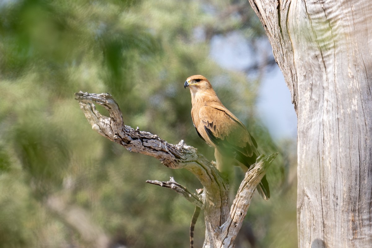 Tawny Eagle - ML644981578