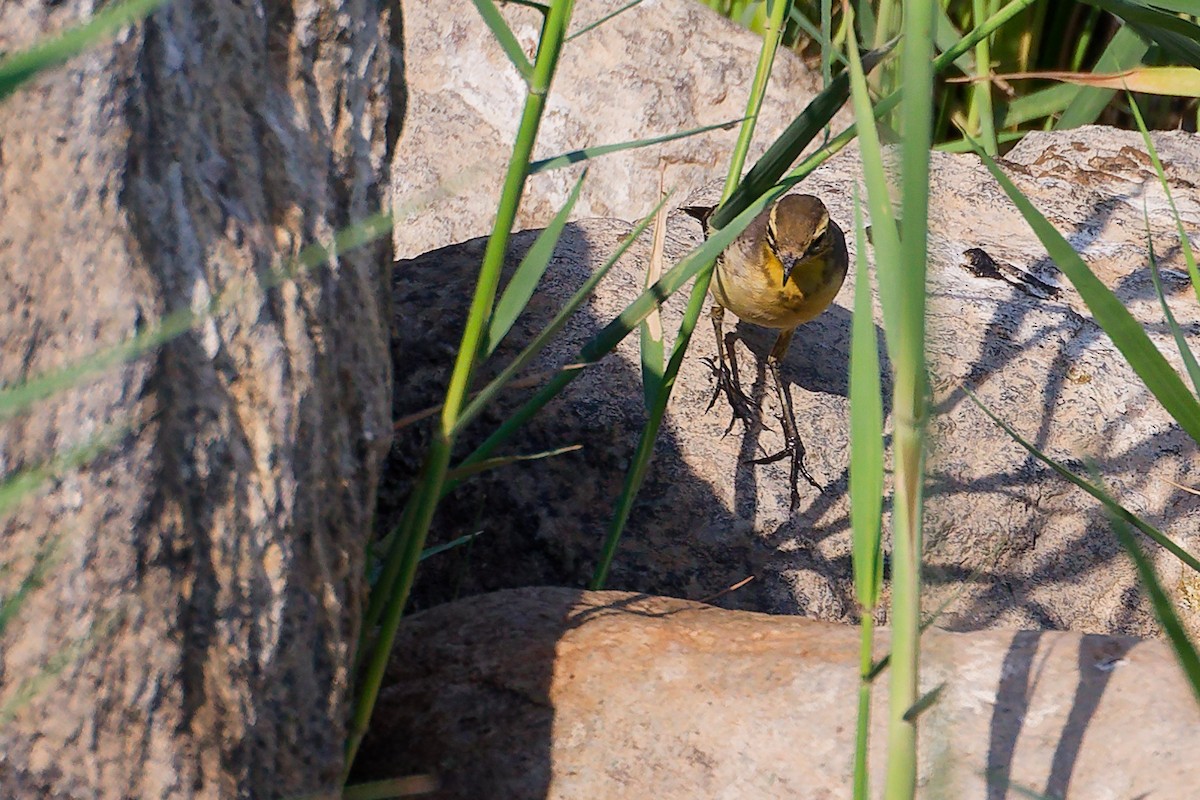 黃頭鶺鴒 - ML644981608