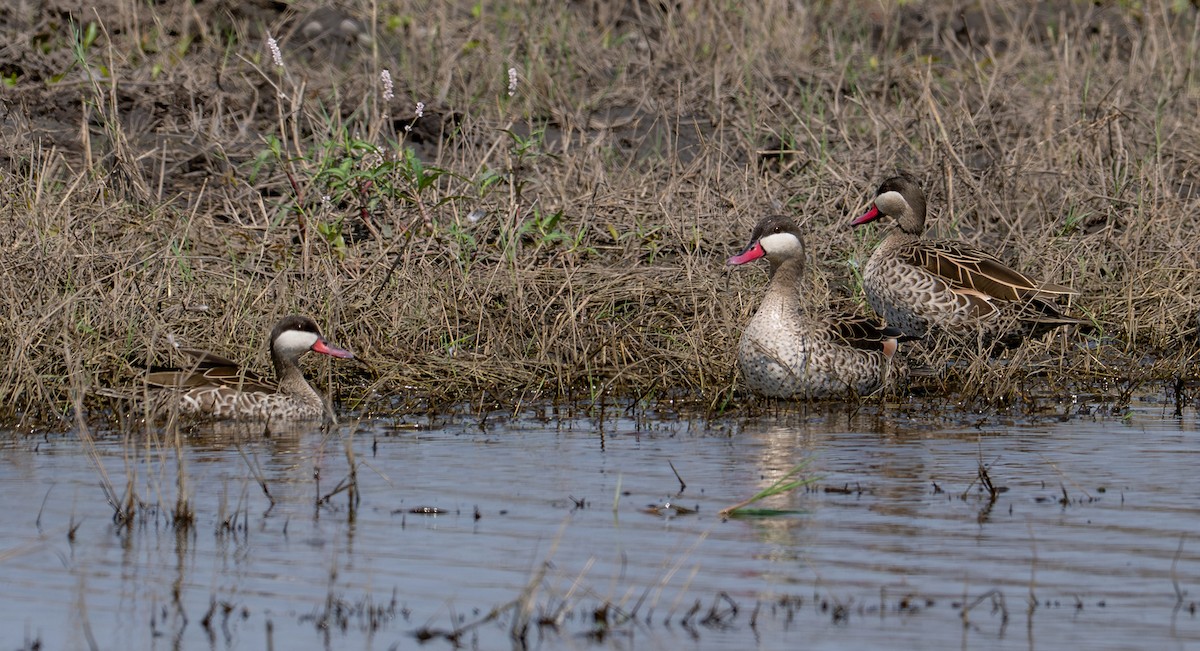 rødnebband - ML644981610