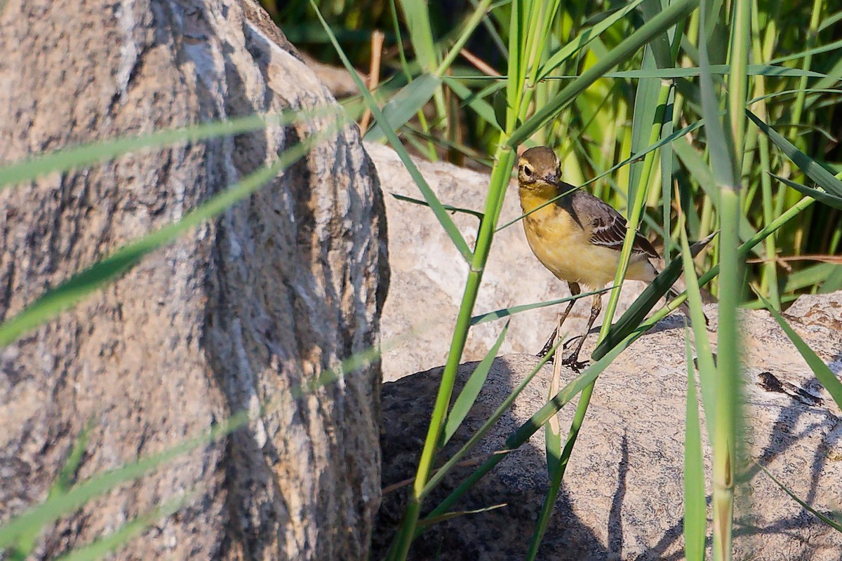 黃頭鶺鴒 - ML644981611