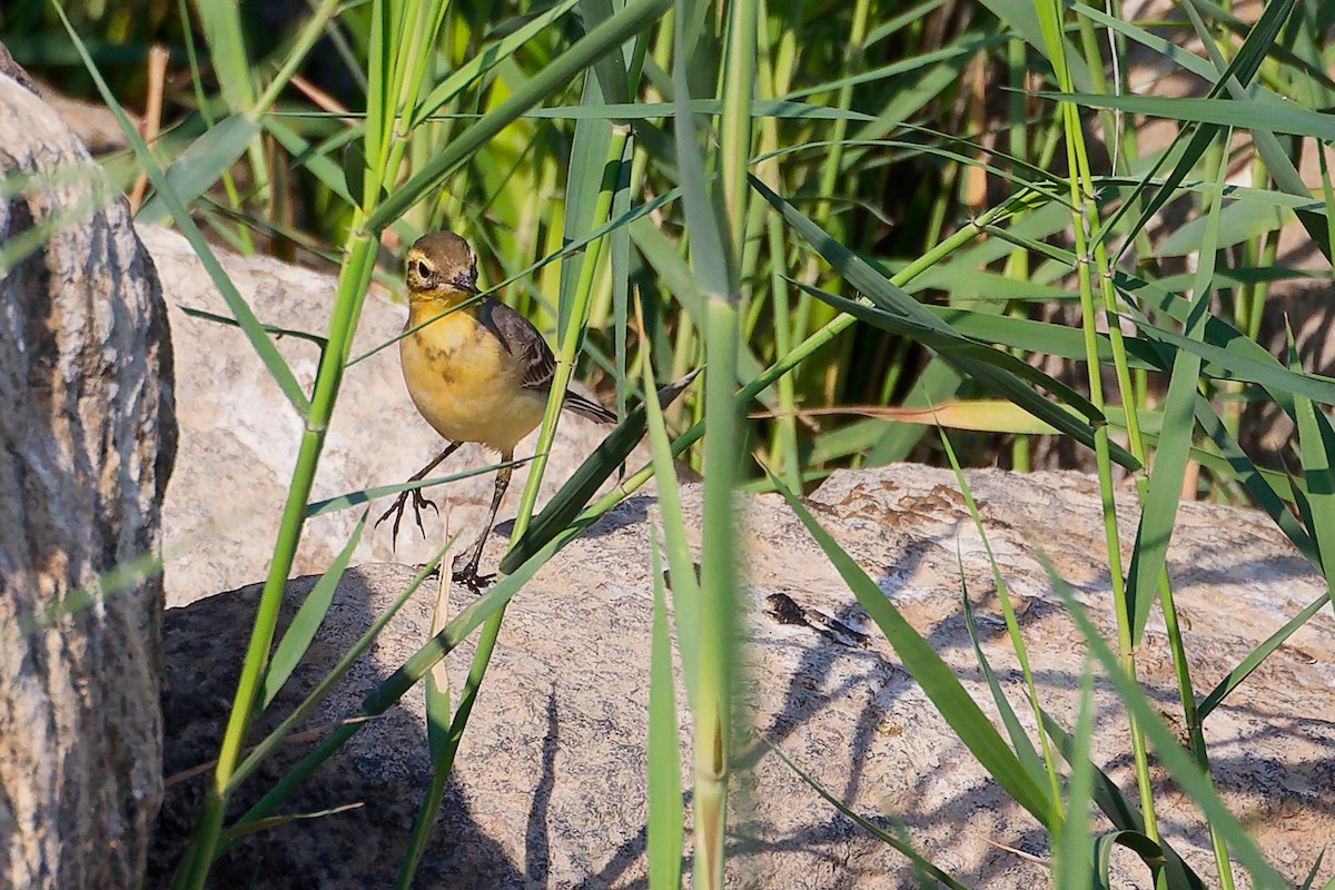 黃頭鶺鴒 - ML644981612
