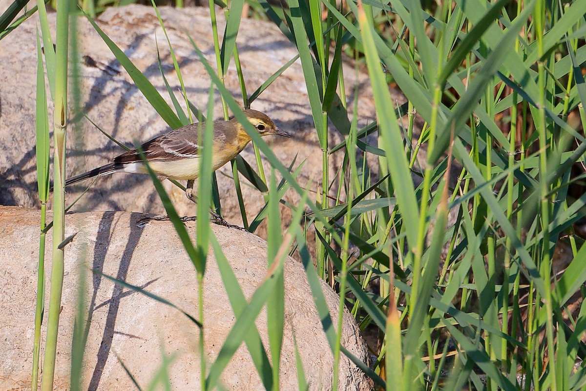 黃頭鶺鴒 - ML644981614