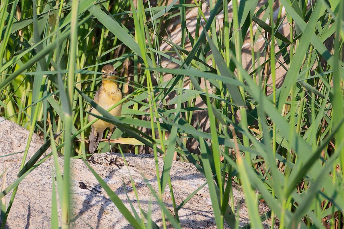 黃頭鶺鴒 - ML644981615