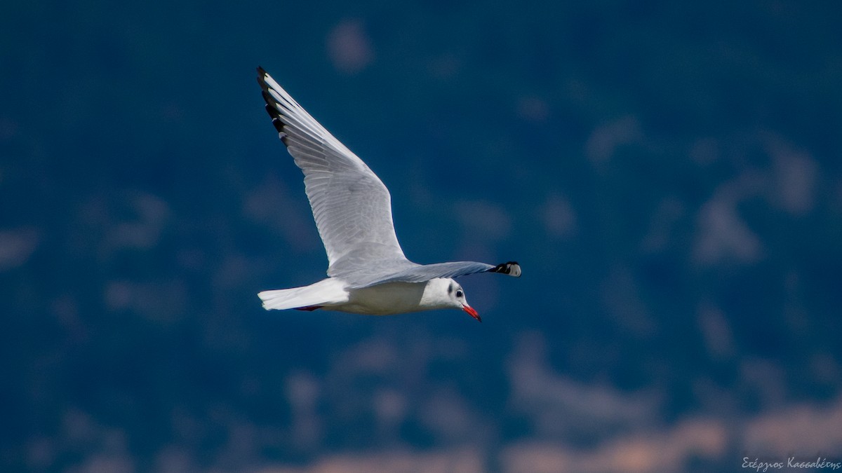 Black-headed Gull - ML644981619