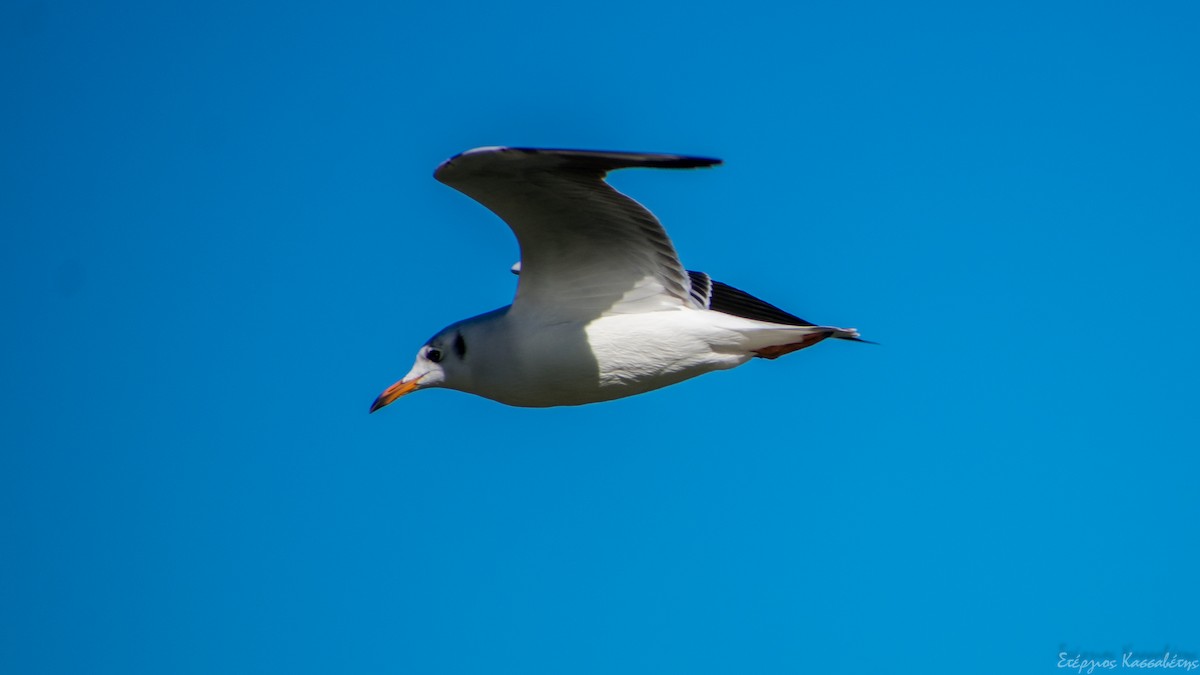 Black-headed Gull - ML644981620