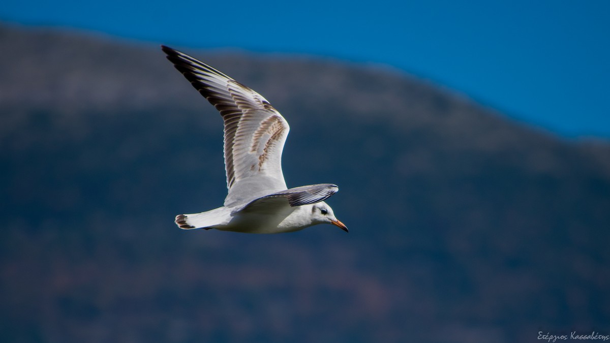 Black-headed Gull - ML644981621