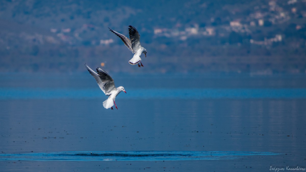 Black-headed Gull - ML644981622