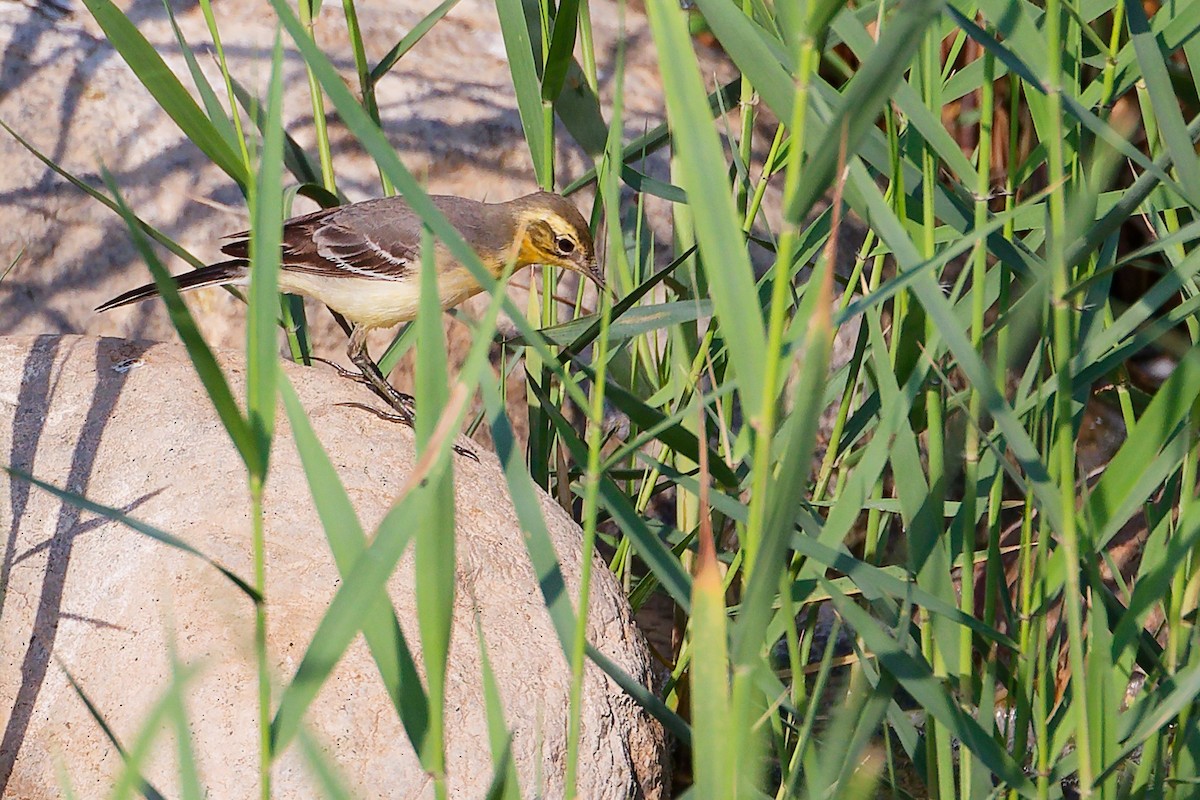 黃頭鶺鴒 - ML644981623