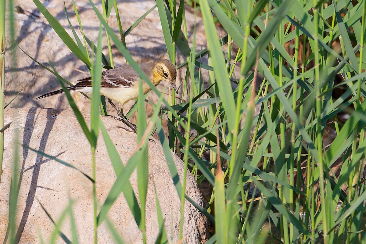 黃頭鶺鴒 - ML644981624