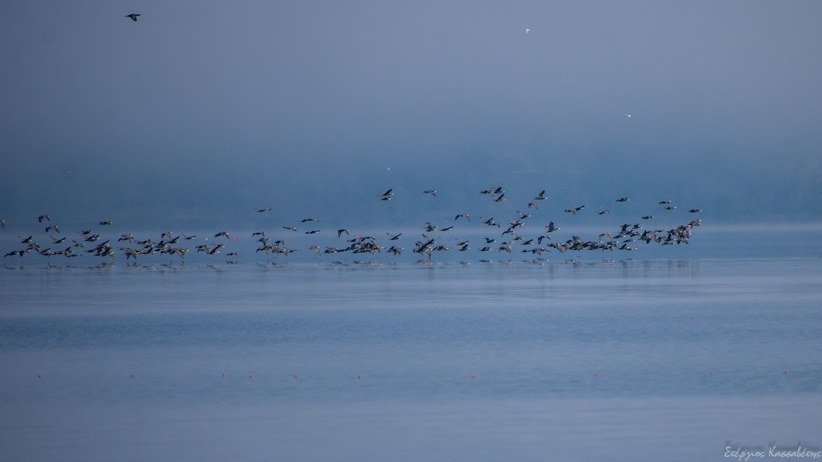 Great Cormorant - ML644981627