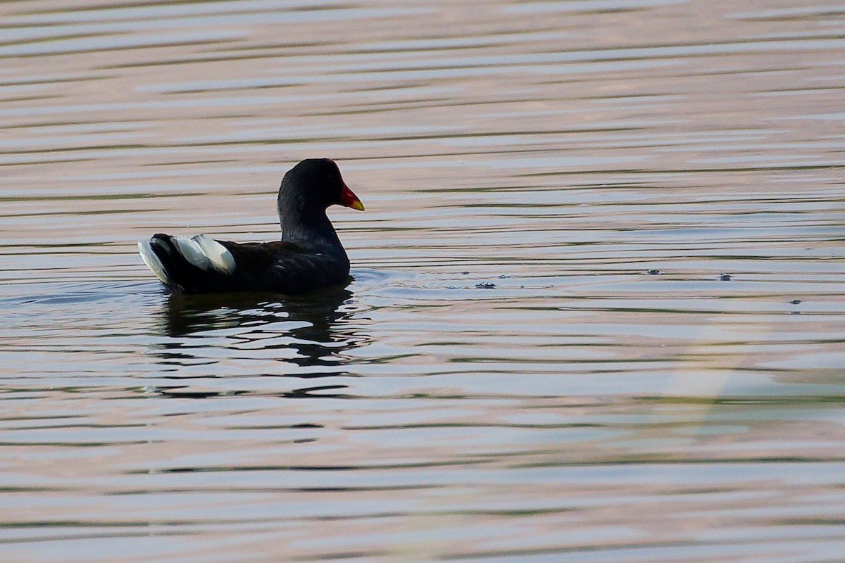 Eurasian Moorhen - ML644981628