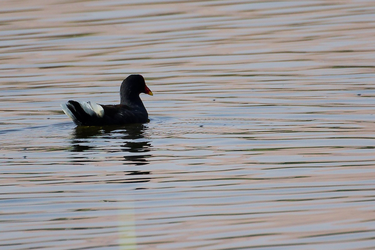 Eurasian Moorhen - ML644981630