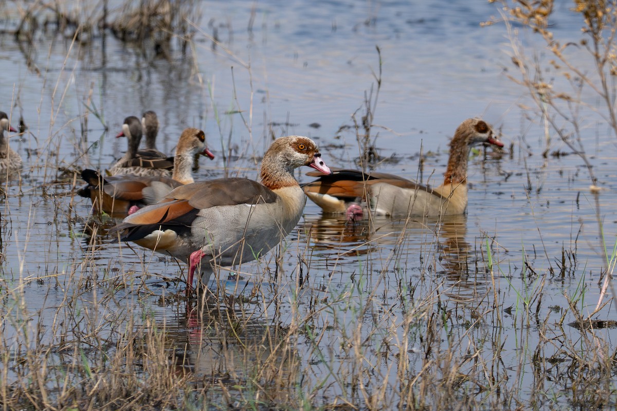 Egyptian Goose - ML644981634