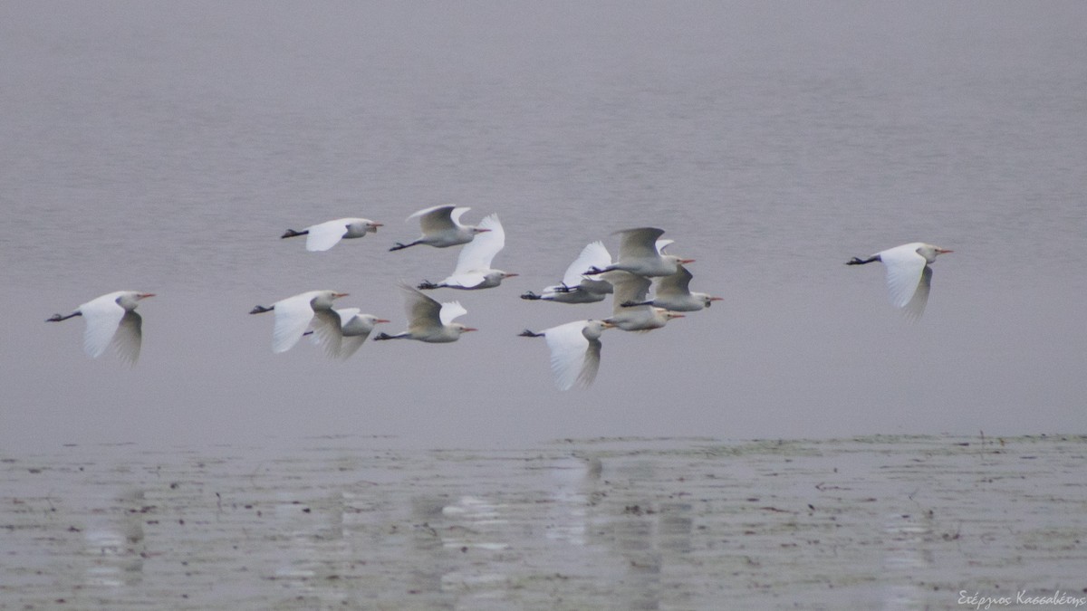 Gray Heron - ML644981636