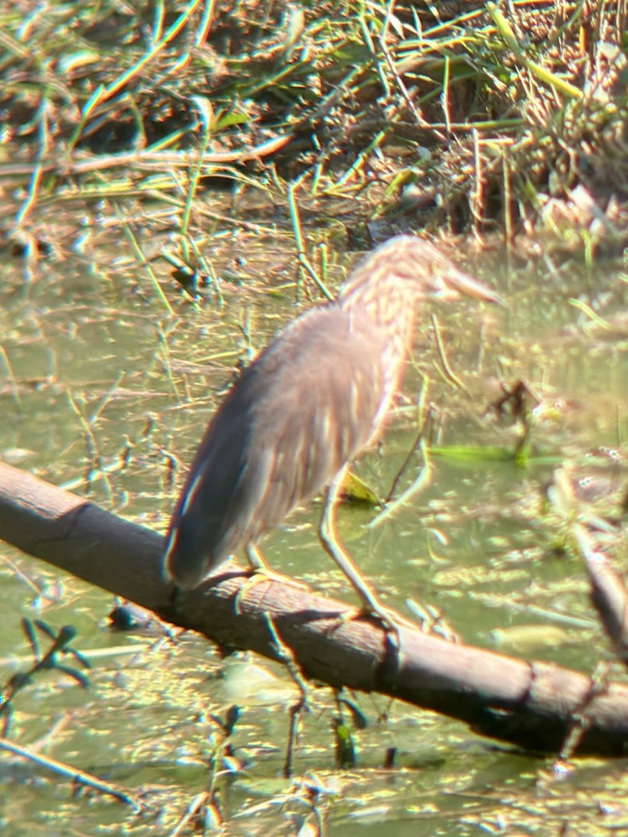 Indian Pond-Heron - ML644981637