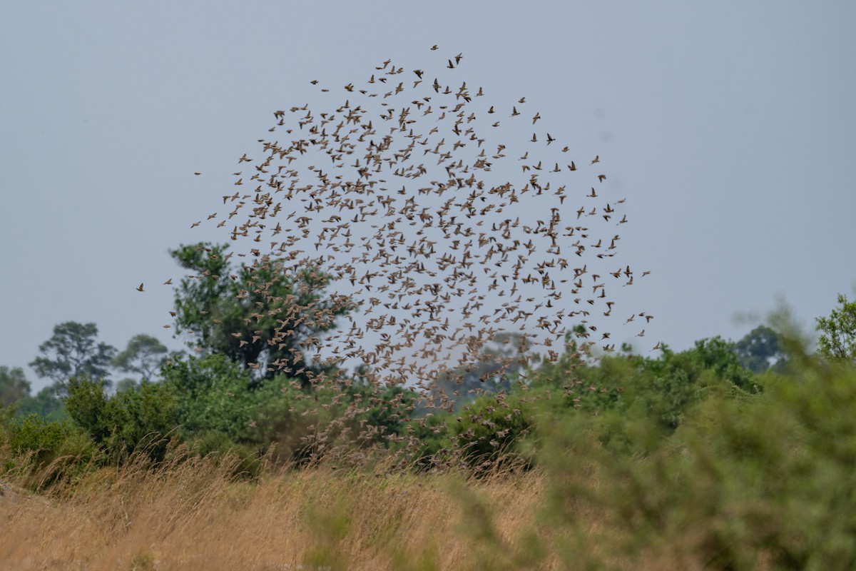 Red-billed Quelea - ML644981638