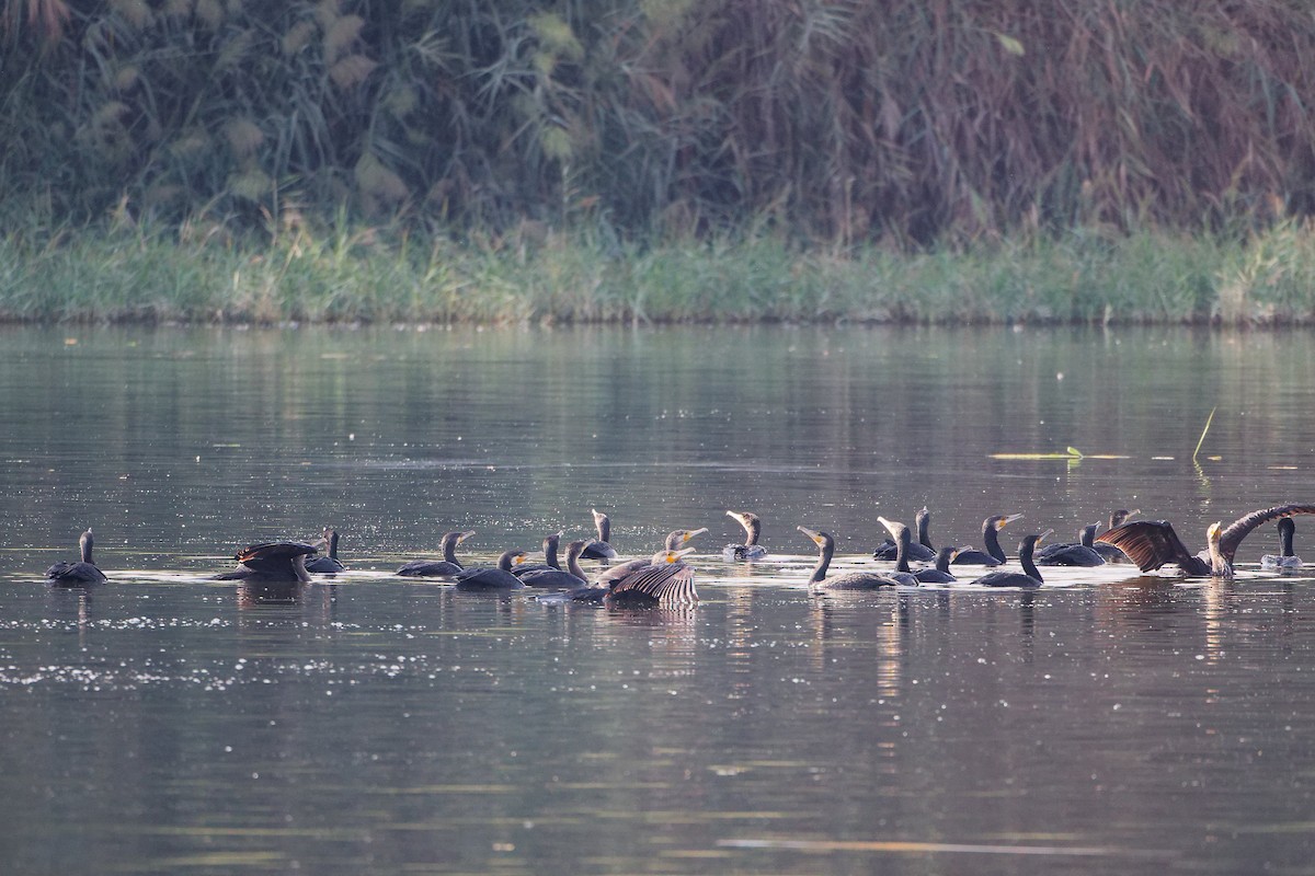 Great Cormorant - ML644981639