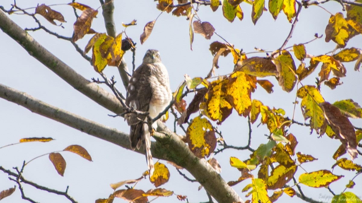 Eurasian Sparrowhawk - ML644981641