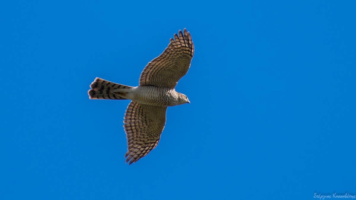 Eurasian Sparrowhawk - ML644981642