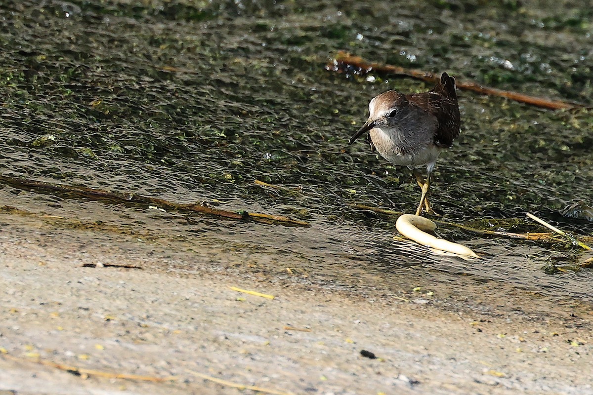 Common Sandpiper - ML644981643