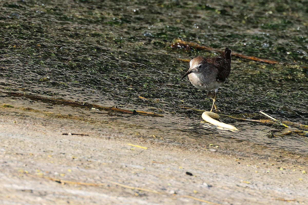 Common Sandpiper - ML644981644