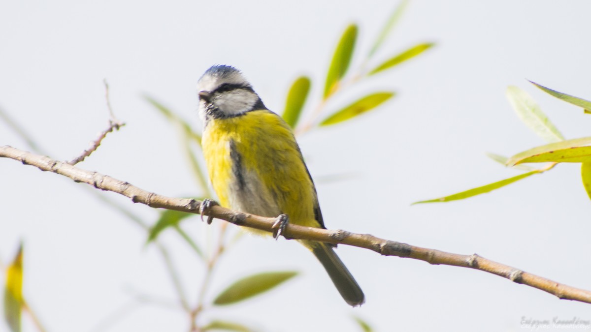 Eurasian Blue Tit - ML644981647