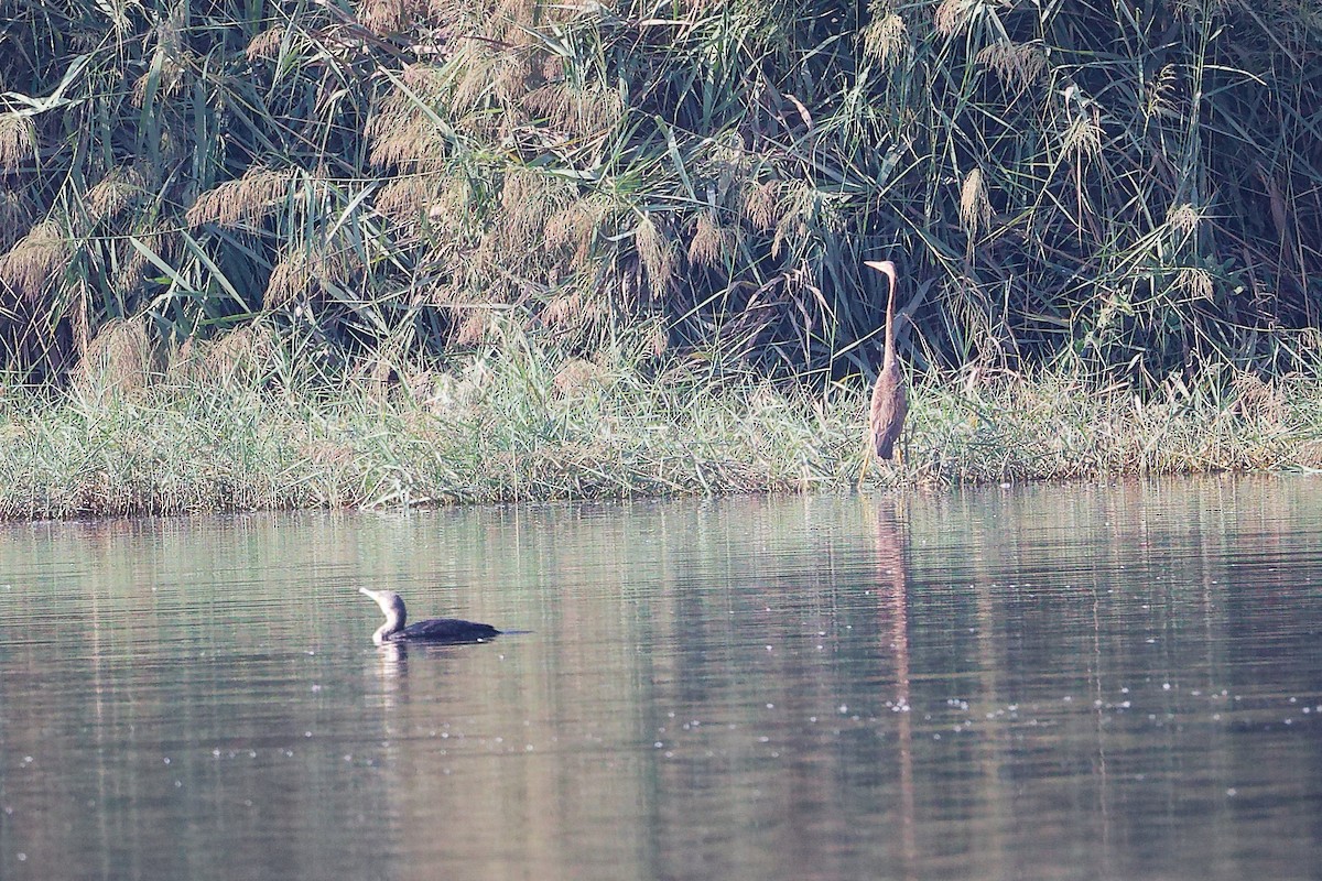 Purple Heron - ML644981649