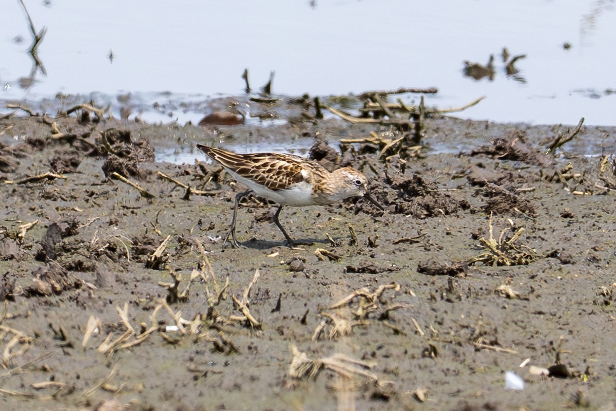 Little Stint - ML644981650