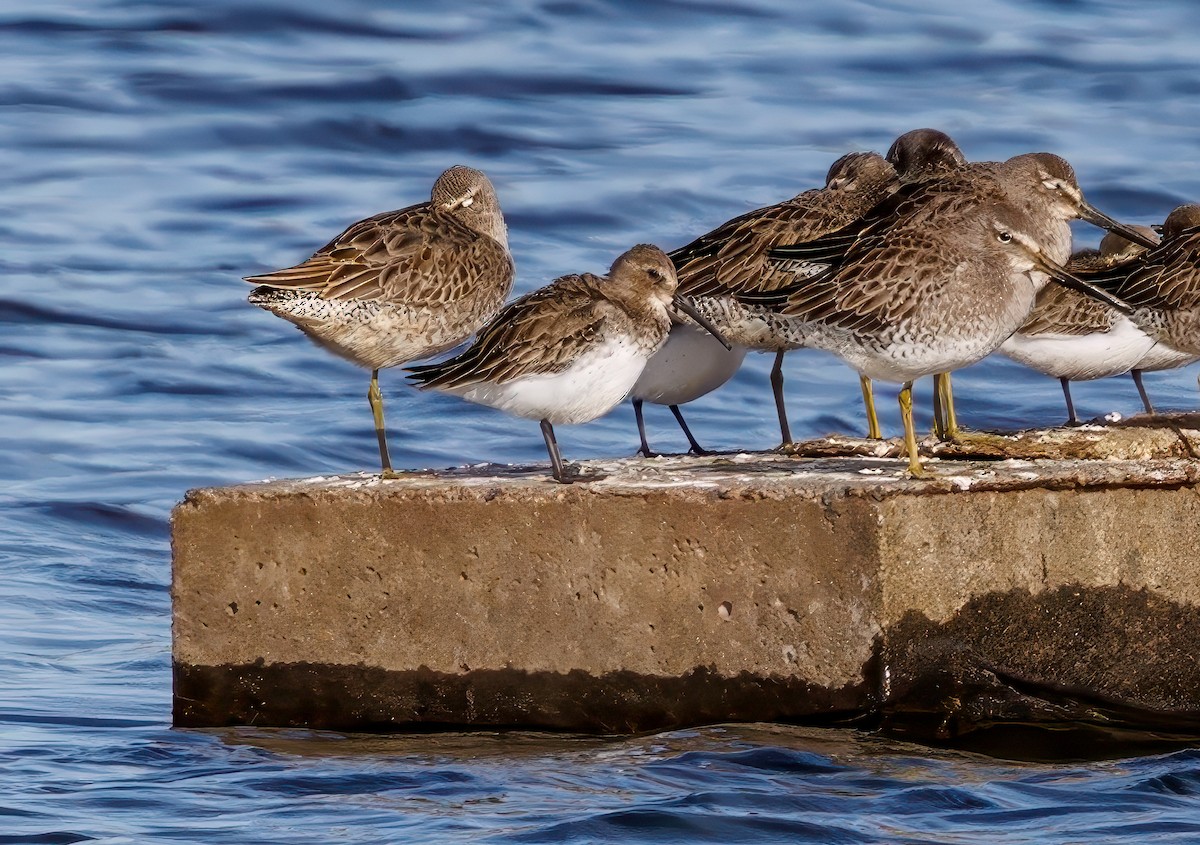 Dunlin - ML644981651