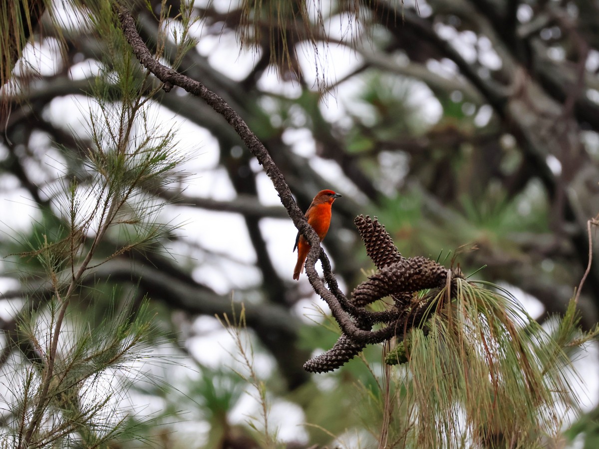 Hepatic Tanager - ML644981653