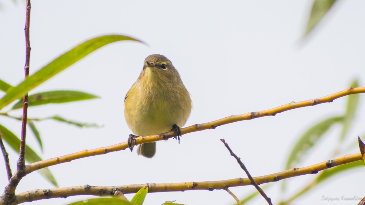 Common Chiffchaff - ML644981657