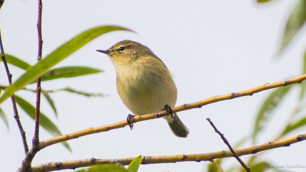 Common Chiffchaff - ML644981658