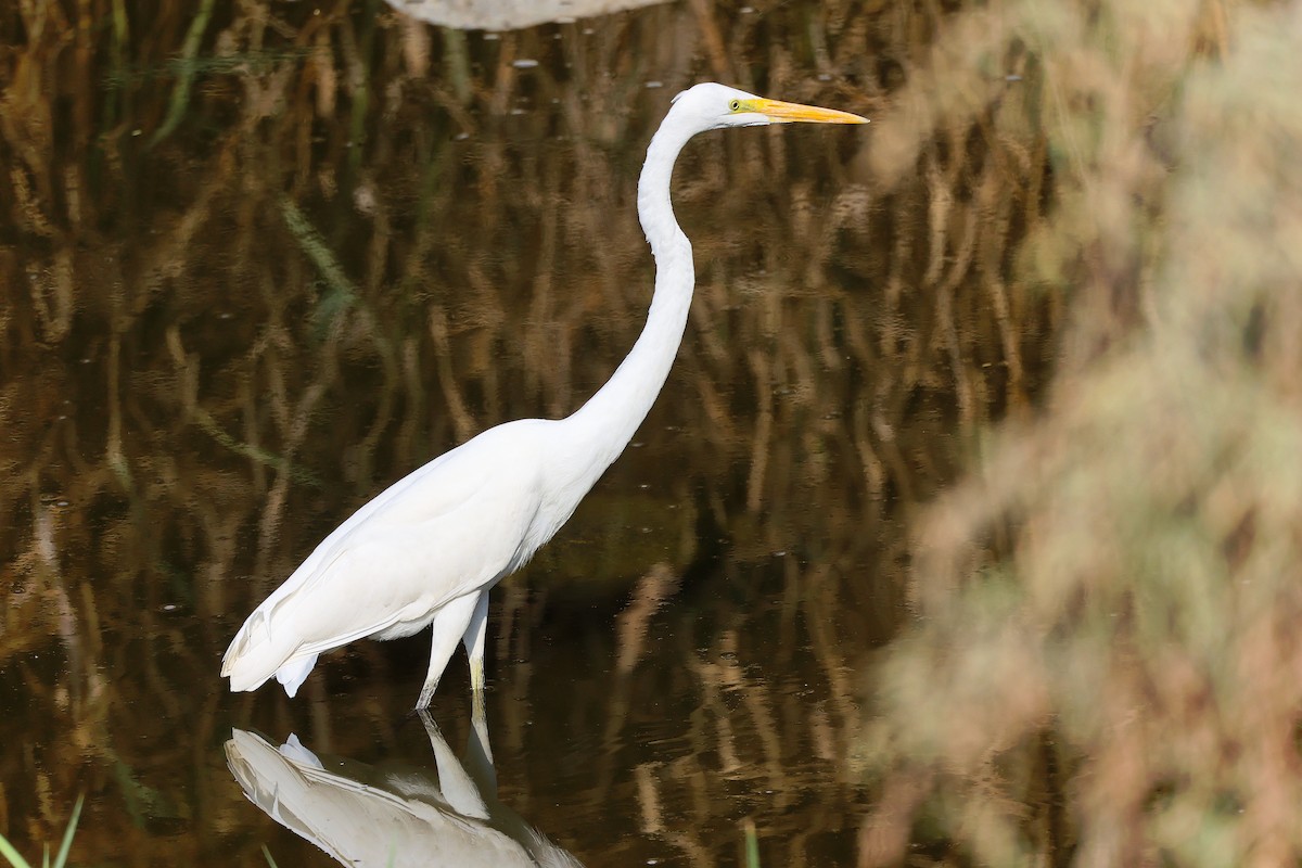 Great Egret - ML644981660