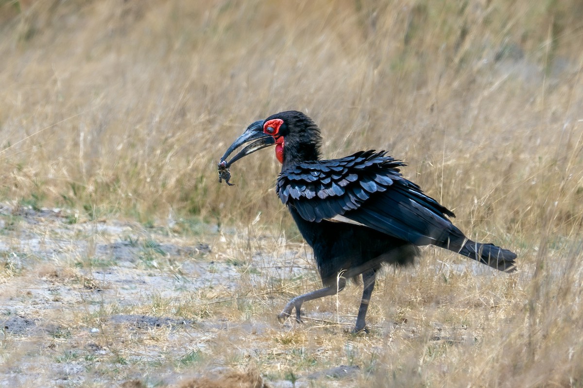 Southern Ground-Hornbill - ML644981661
