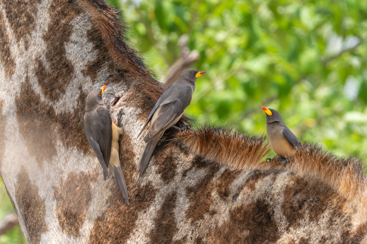 Sarı Gagalı Kenekuşu - ML644981664